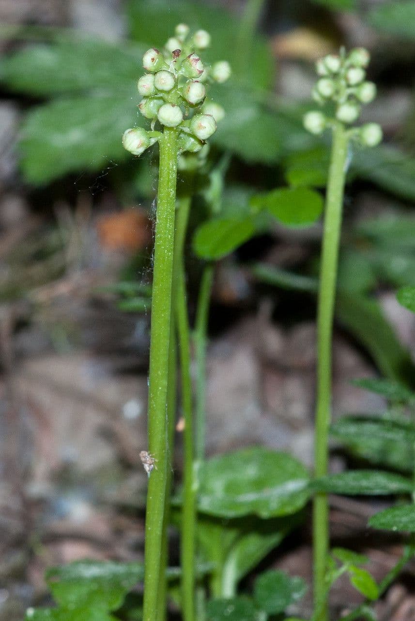 Piroletta minore 24