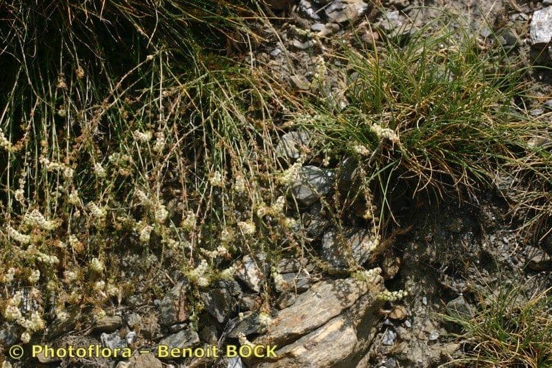 Sesamoides 5