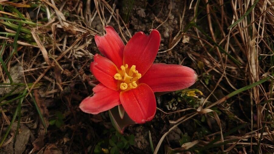 Tulipano ninfea 4