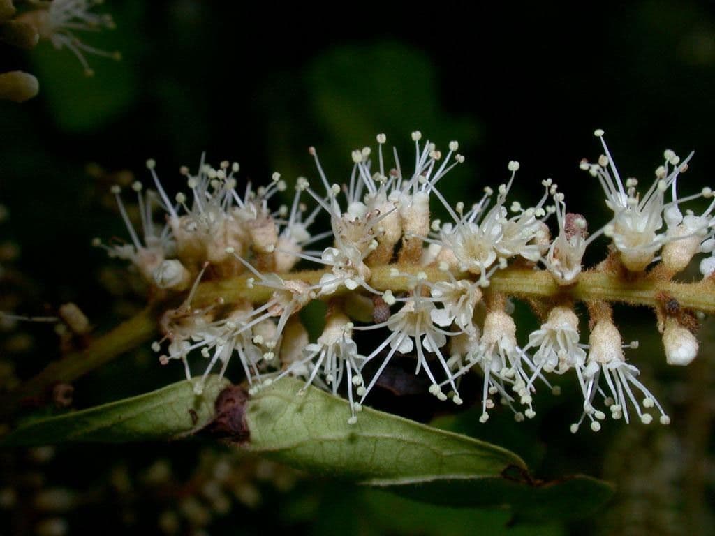 Combretum lasco 4