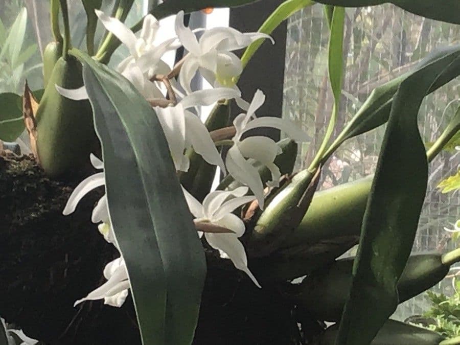 Coelogyne