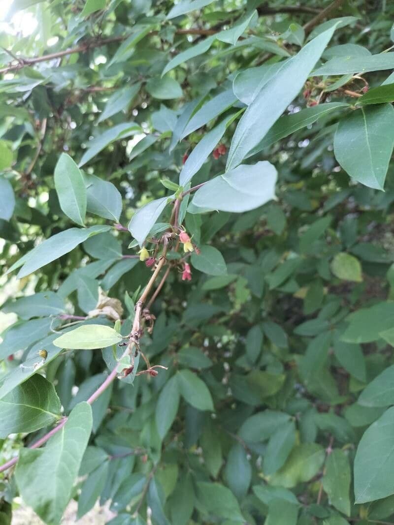 Caprifoglio profumato 5