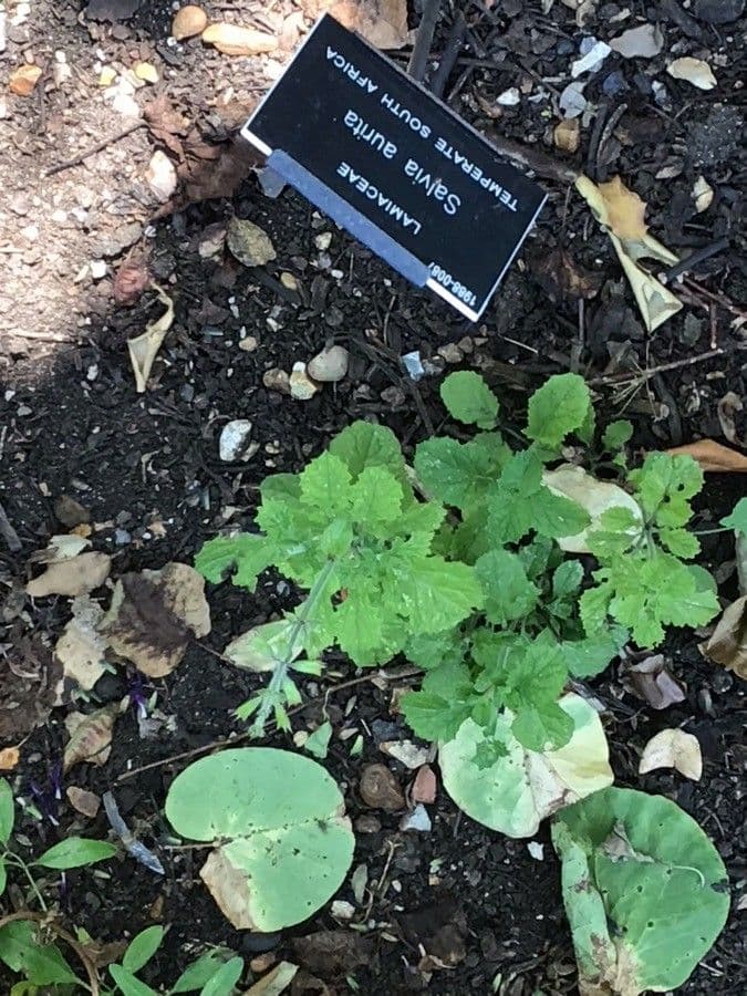 Salvia 3
