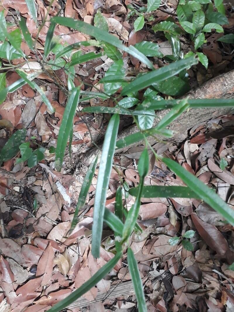 Cybianthus gracile