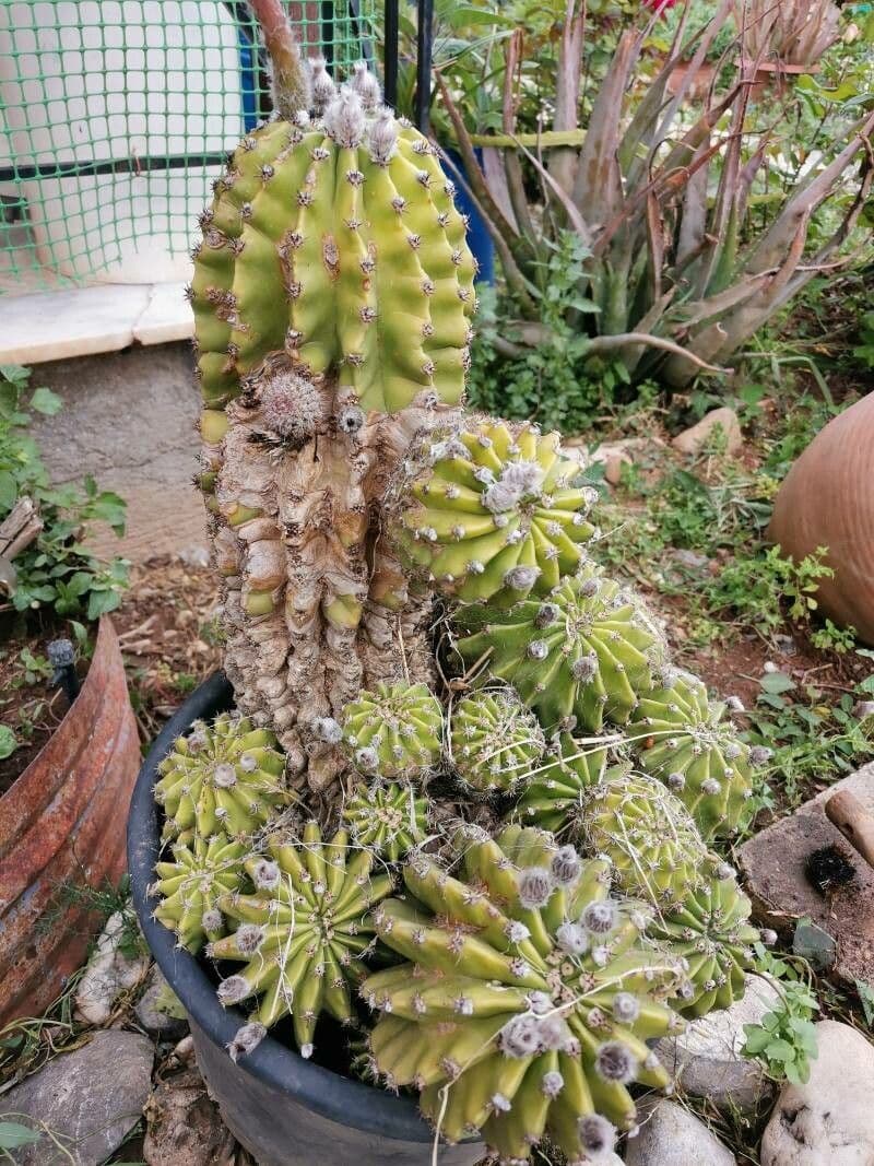 Echinopsis 24