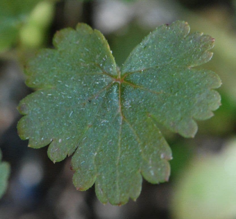Lithophragma affine 14