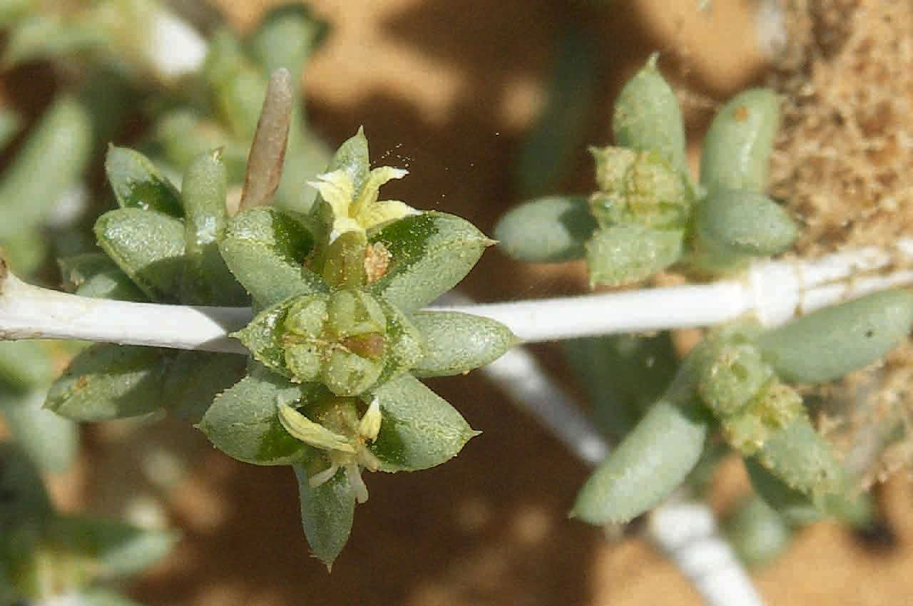 Nucularia