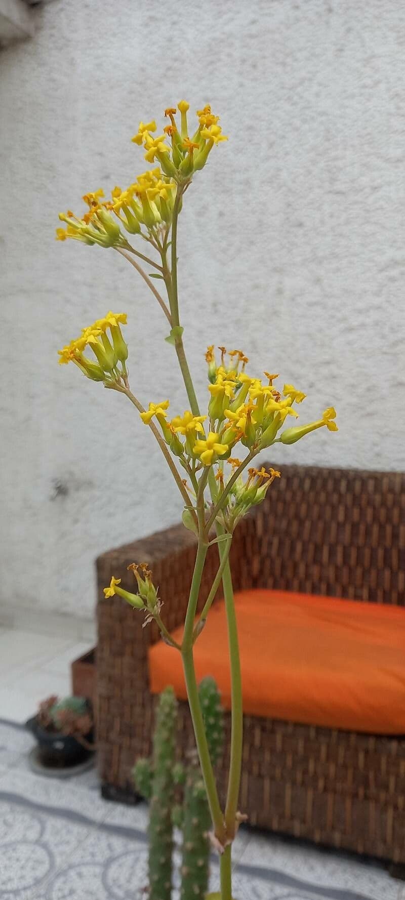 Kalanchoe densiflora 5