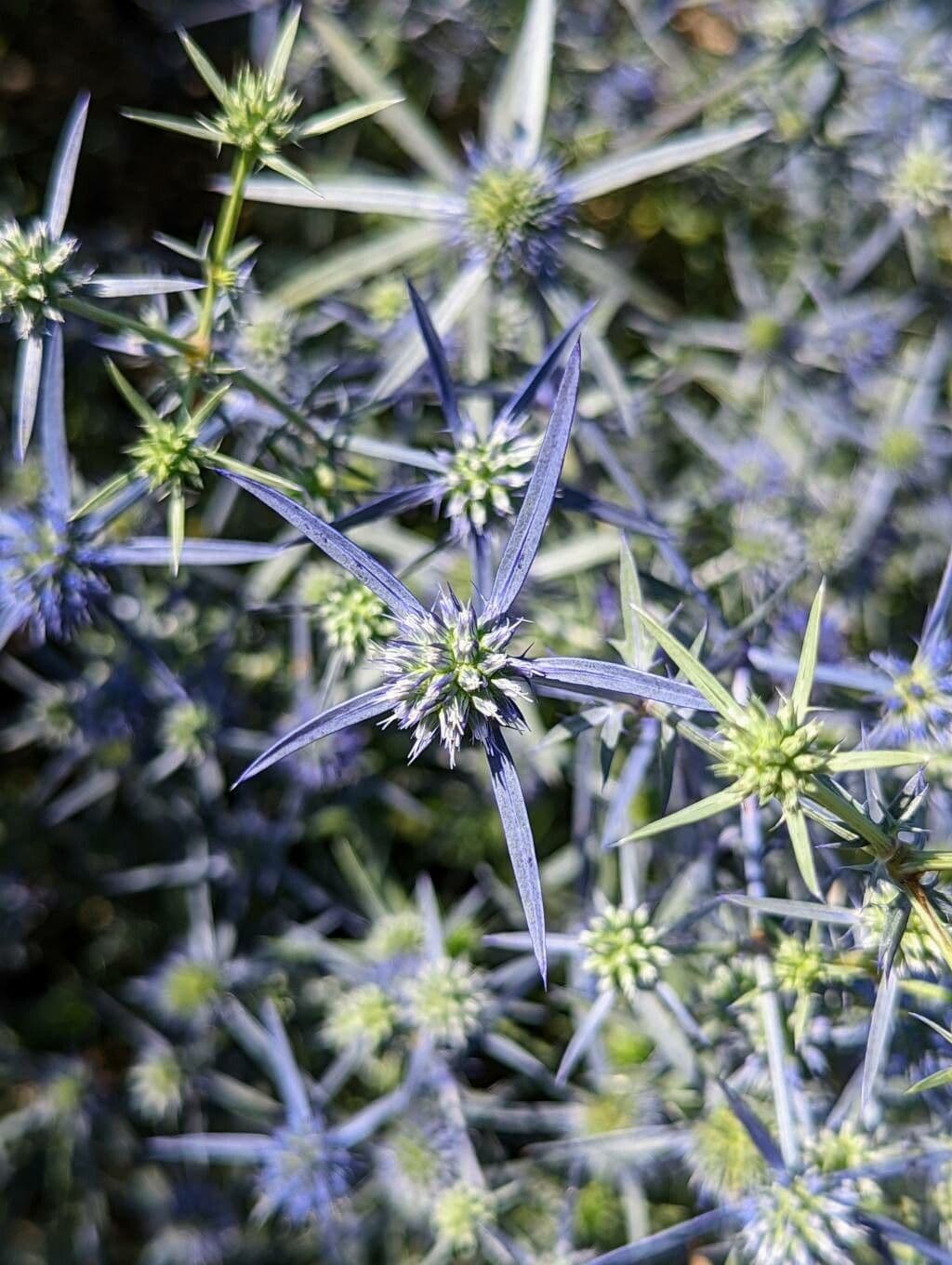 Panicaut 4