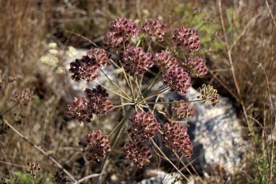 Thapsia Nestlerova 6