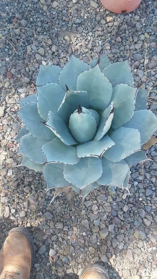 Agave di Parry 13