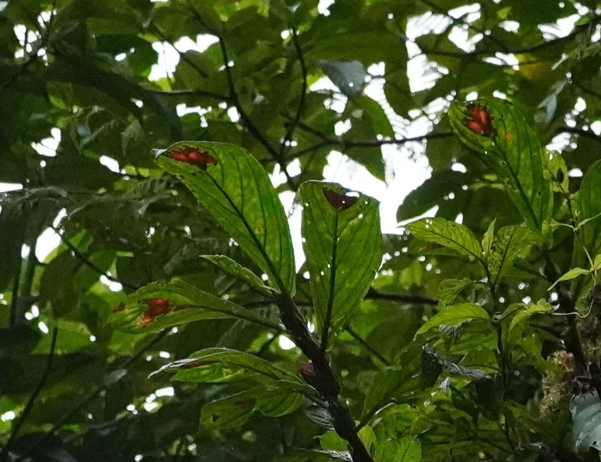 Columnea 13