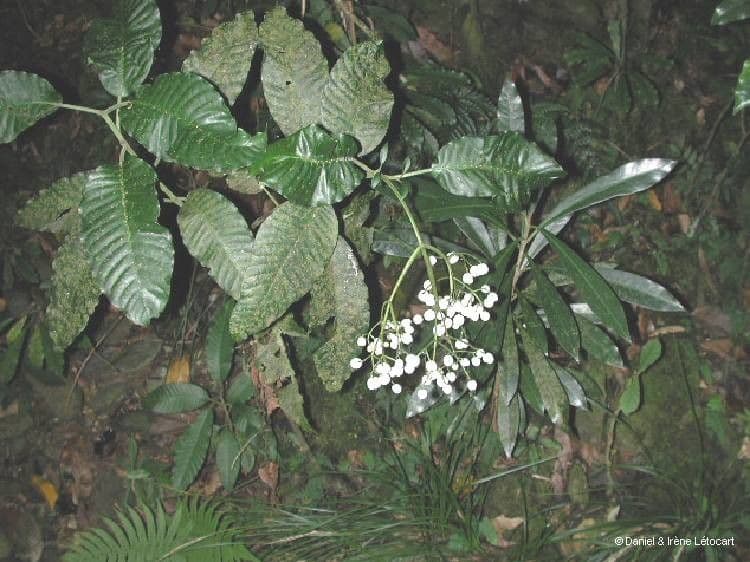 Psychotria 7