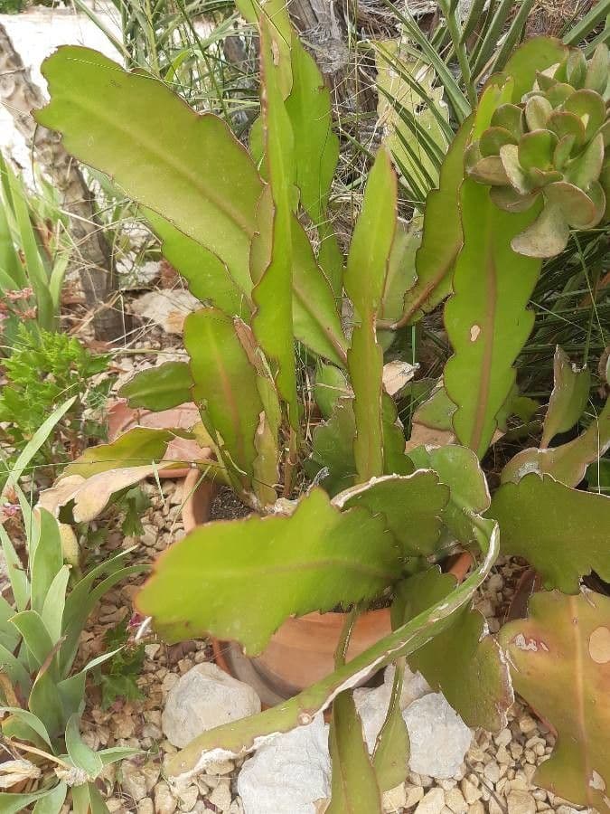 Cactus grimpant 14