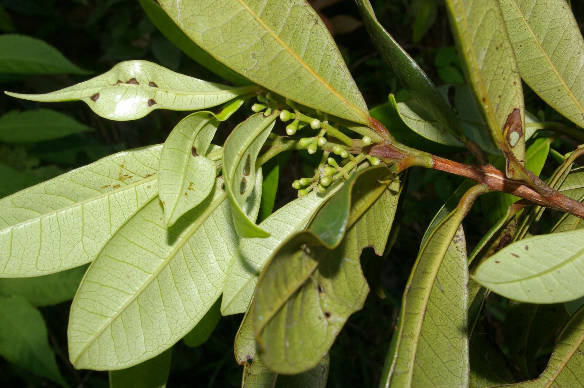 Allspice 5