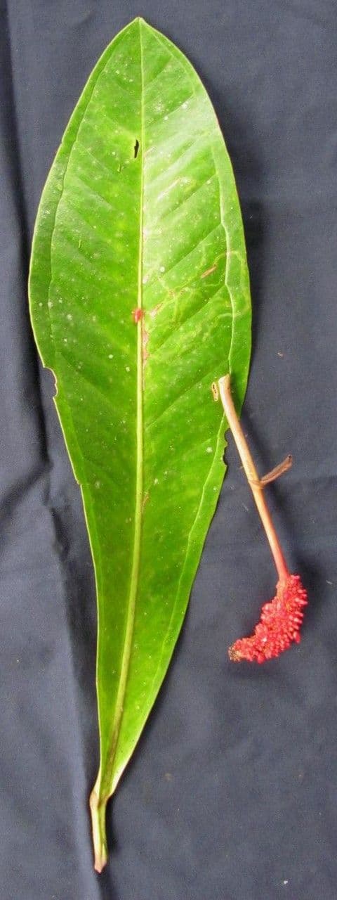 Anthurium 23