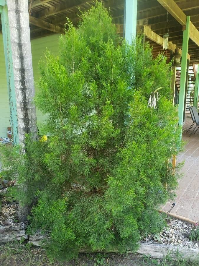 Callitris rhomboidea 7