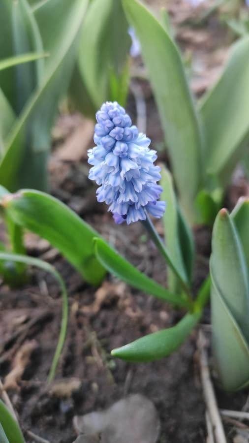 Muscari 2