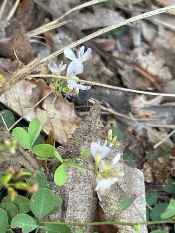 Lespedeza procumbens 2