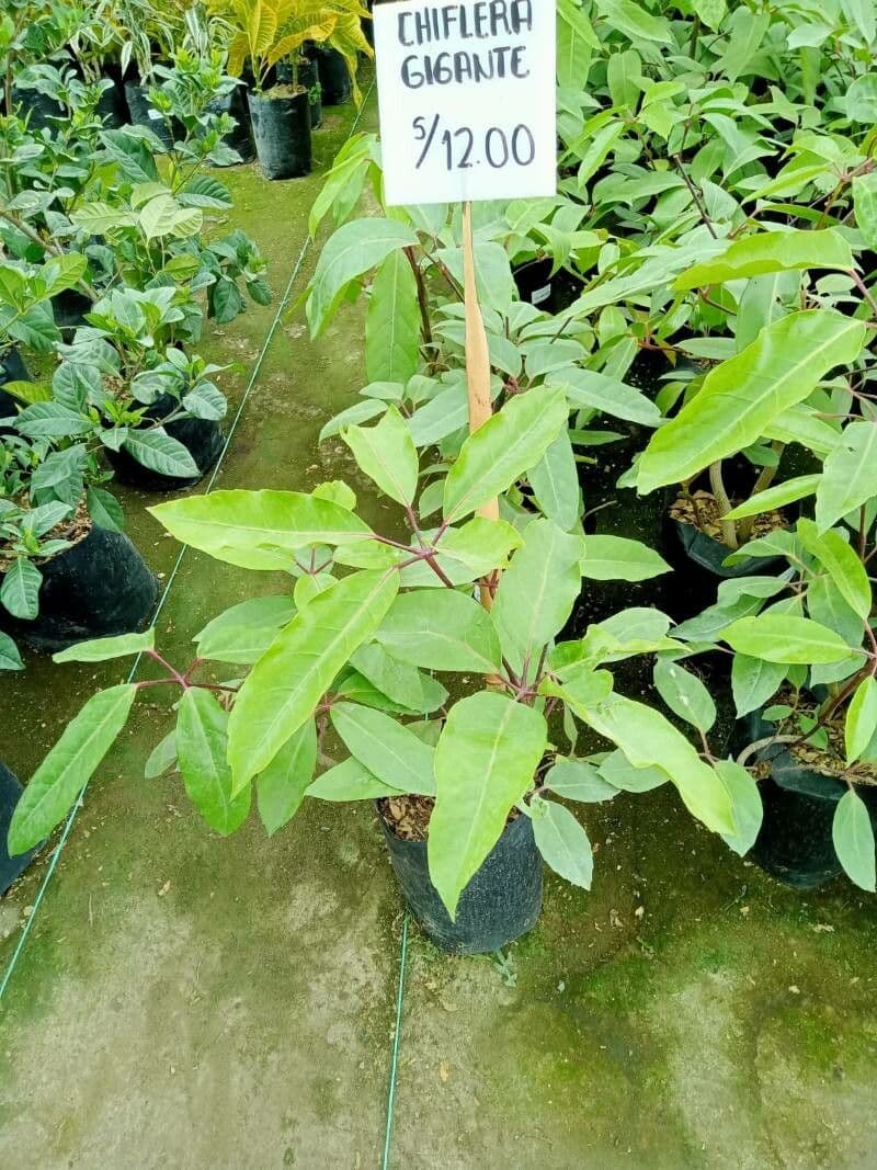 Pseudopanax stromový 2