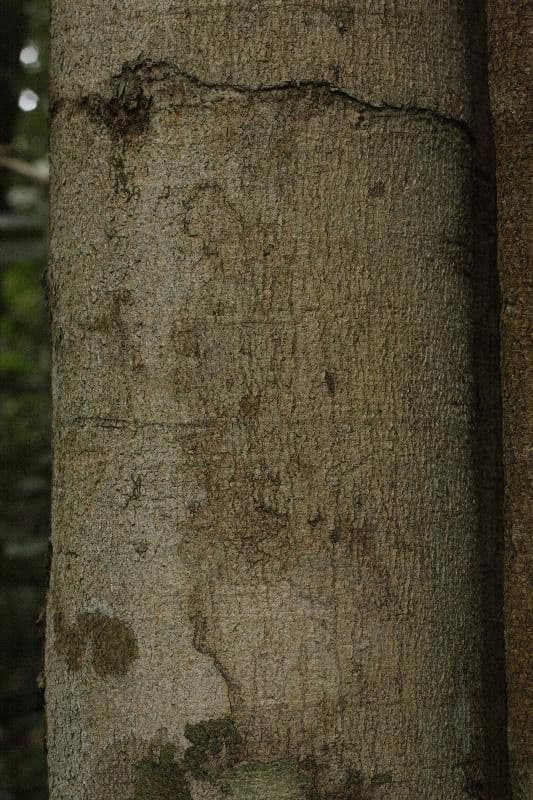 Hymenopus 2