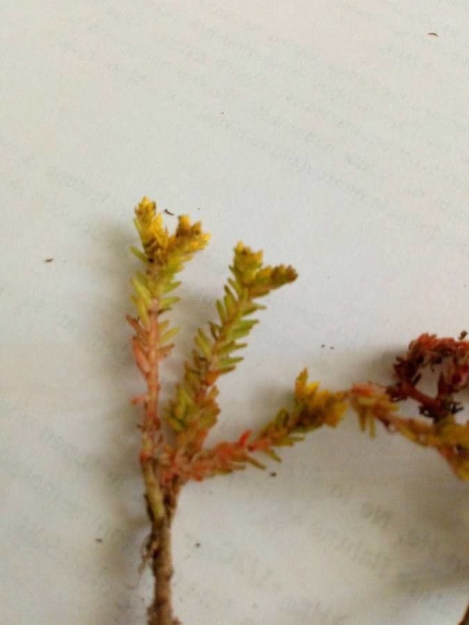 Sedum lanceolatum 14