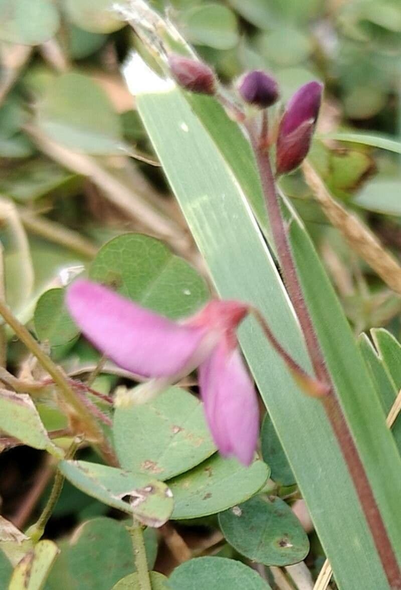 Desmodium uncinatum