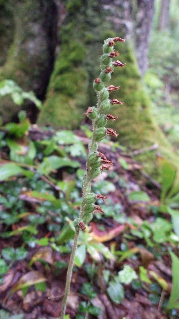 Goodyera tesselata