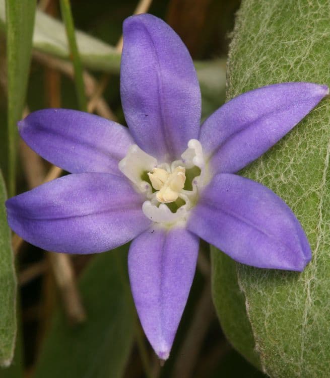 Brodiaea 4