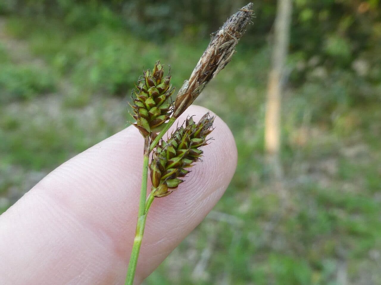 Carex depressa 2