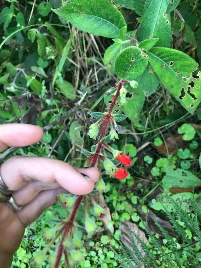 Kohleria spicata 16