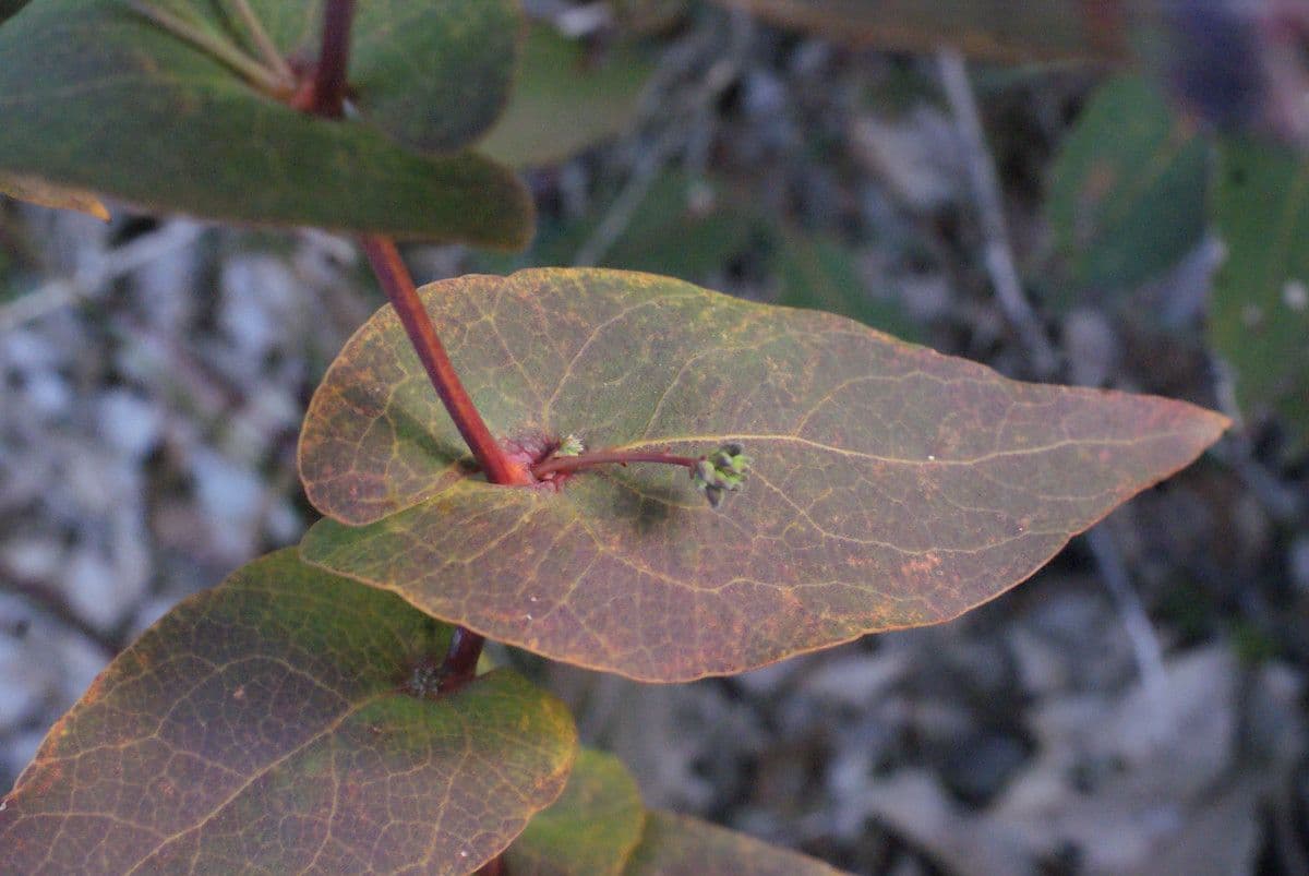 Daviesia cordata 12