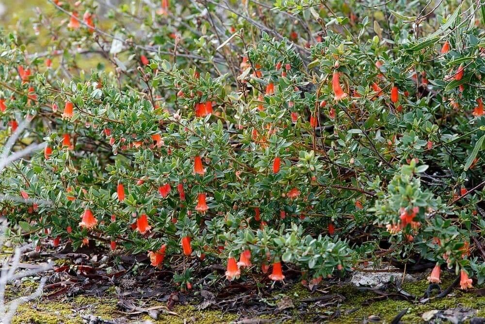 Correa
pulchella
