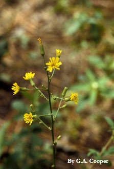 Lattuga pelosa 3