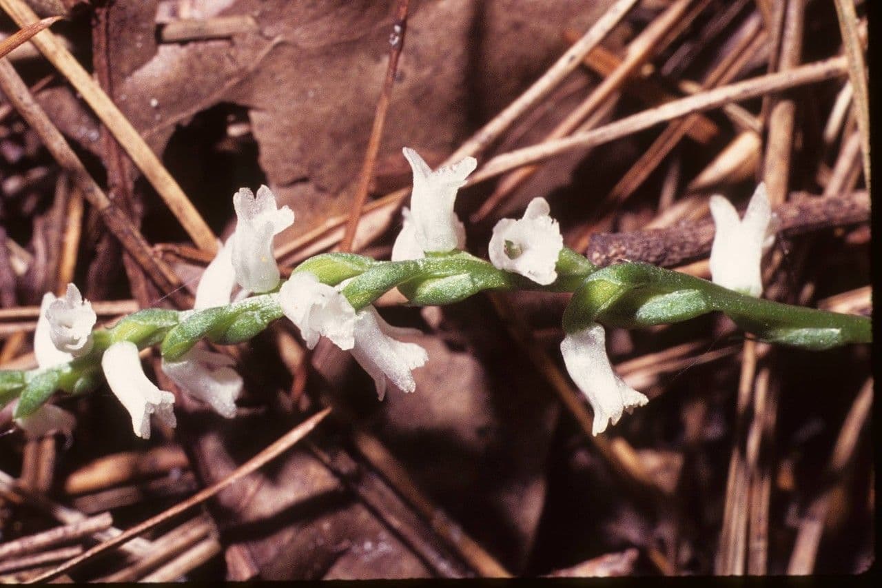 Spiranthes 3