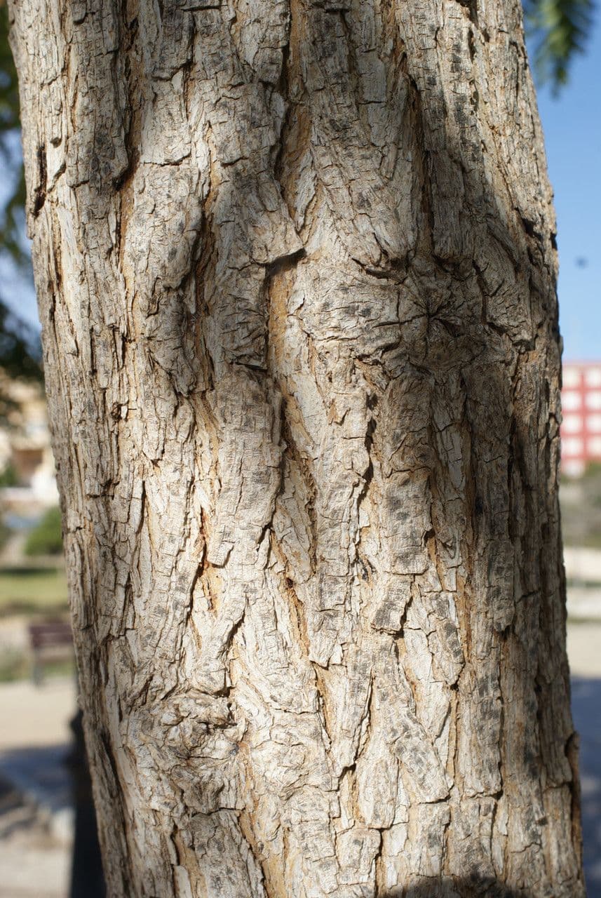 Tipu-Baum 23
