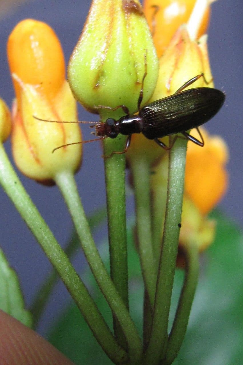 Besleria laxiflora