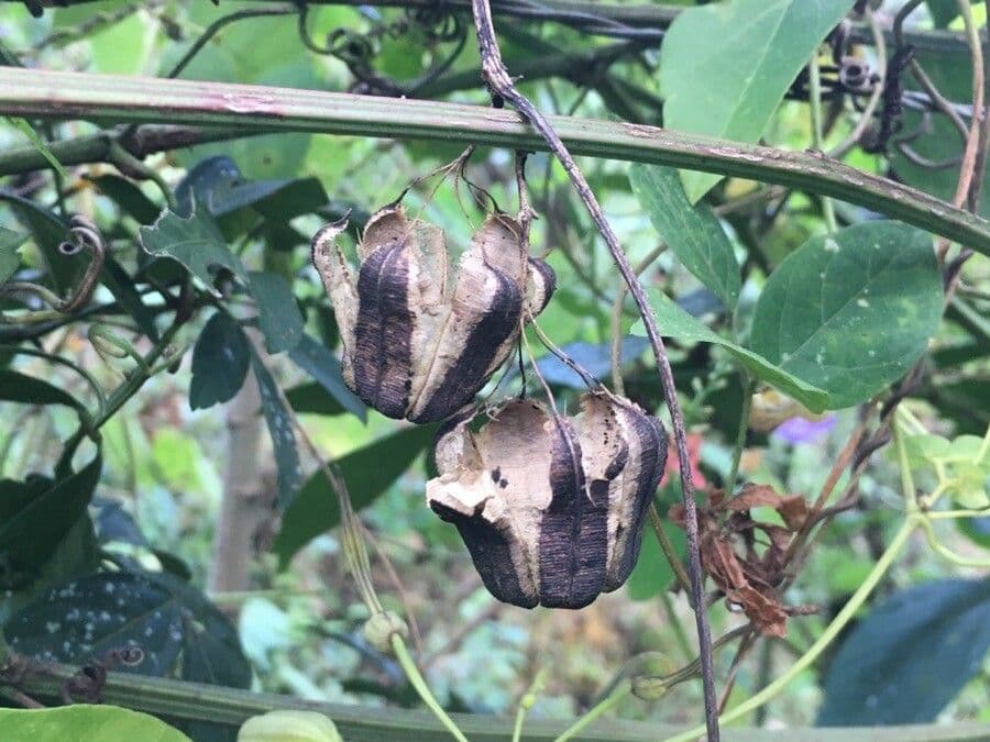 Aristolochia