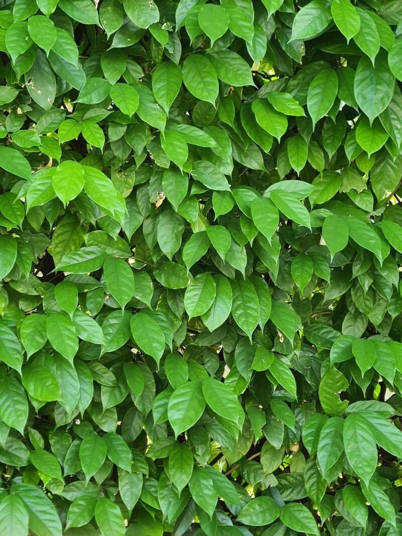 Baphia nitida 8