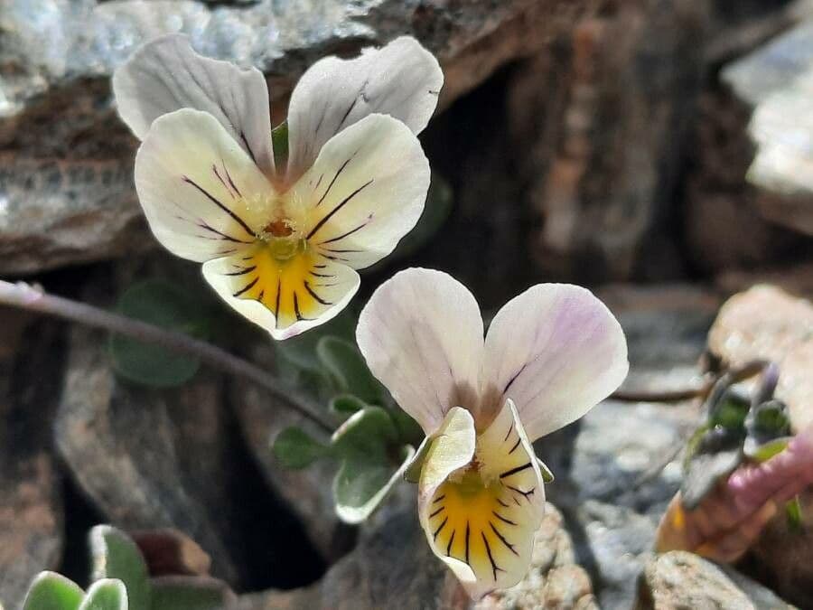 Viola 2