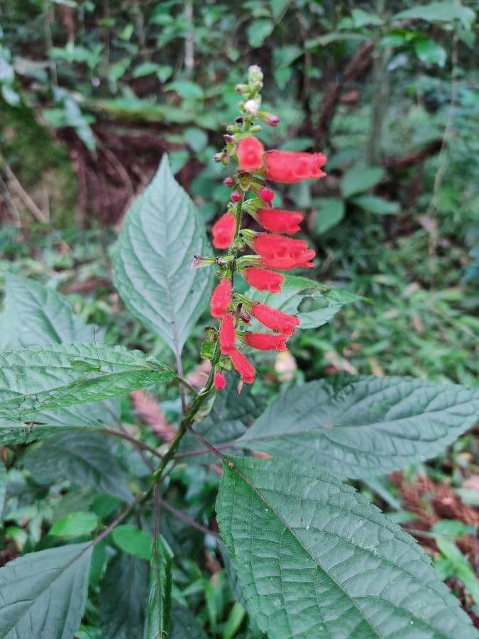 Salvia