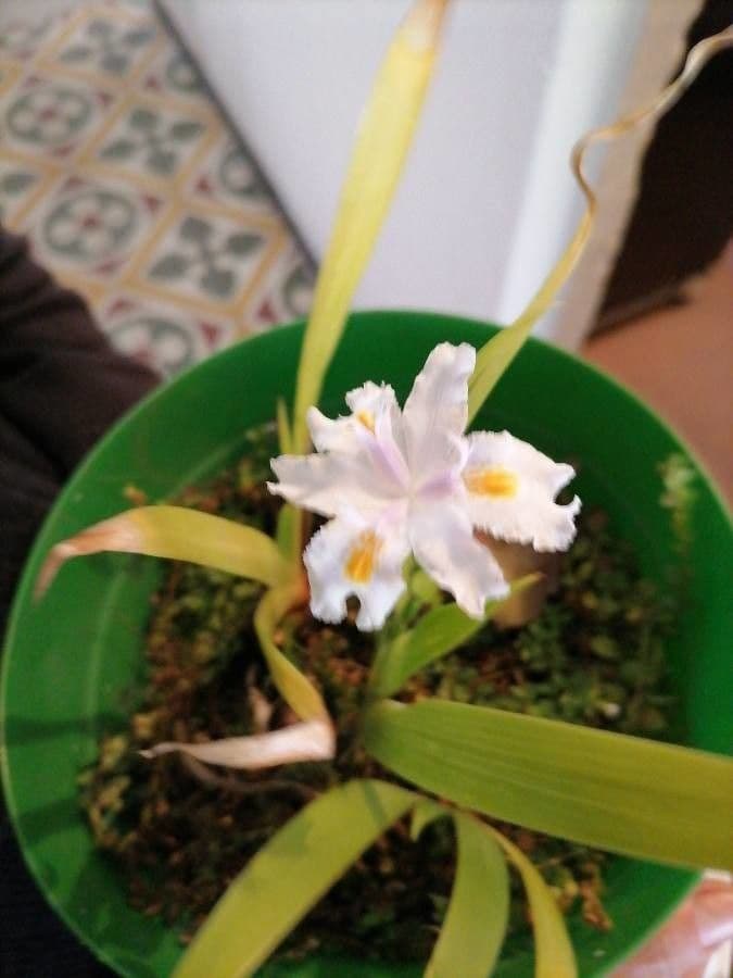 Iris japonés 13