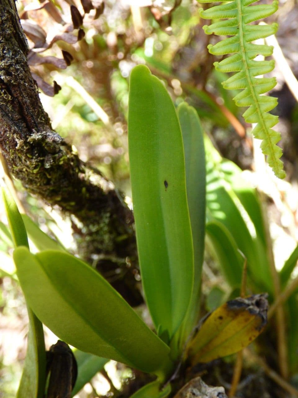 Angraecum 16