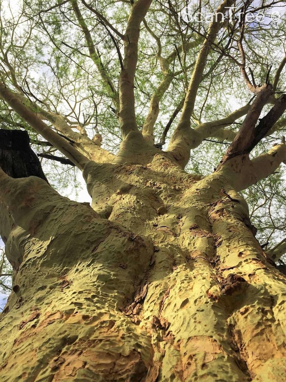 Acacia febrífuga 5