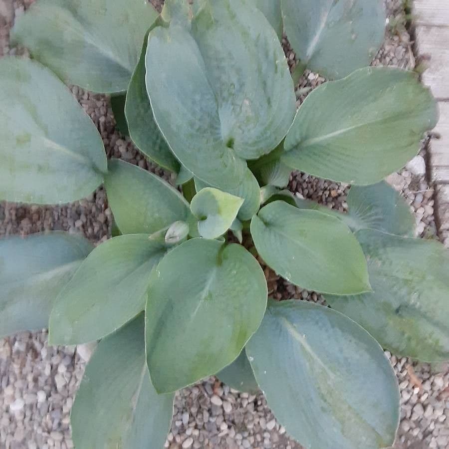 Hosta 22
