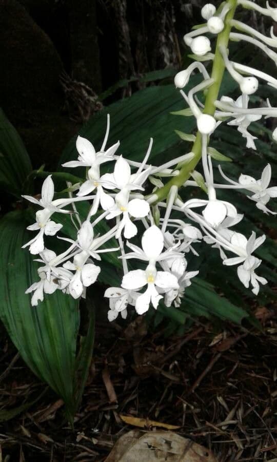Calanthe 5
