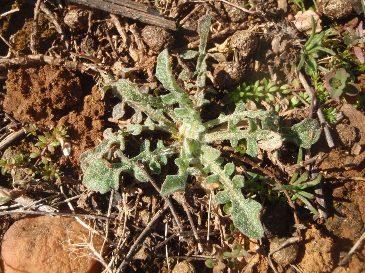 Centaurée de Malte 21
