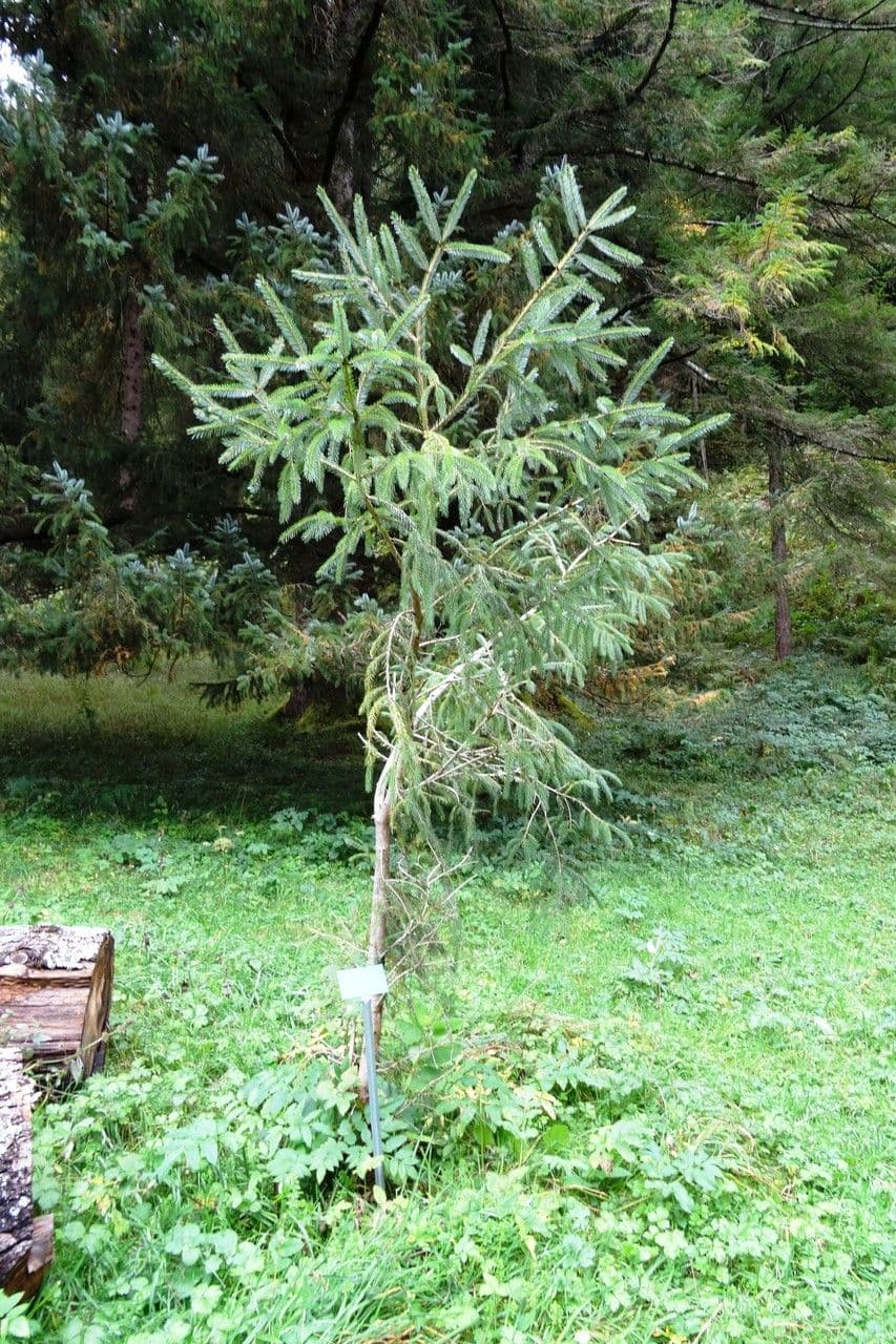Abete brachytyla 9