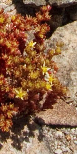 Borracina annuale