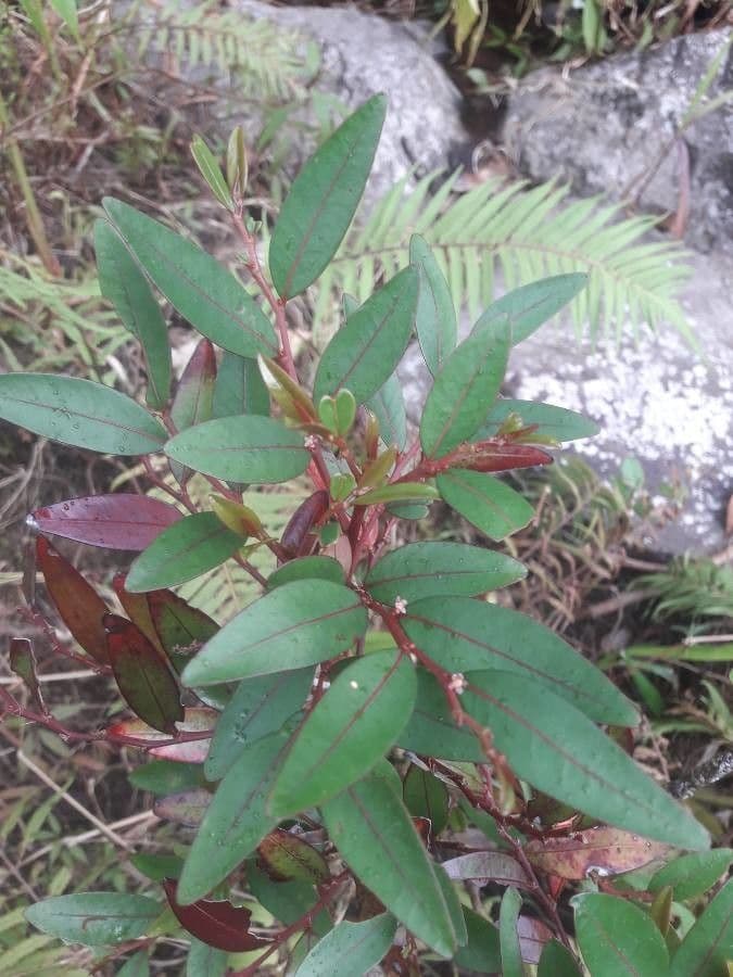 Phyllanthus phillyreifolius 16